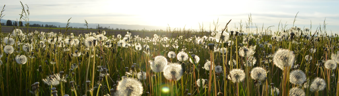 dandelions-banner.jpg