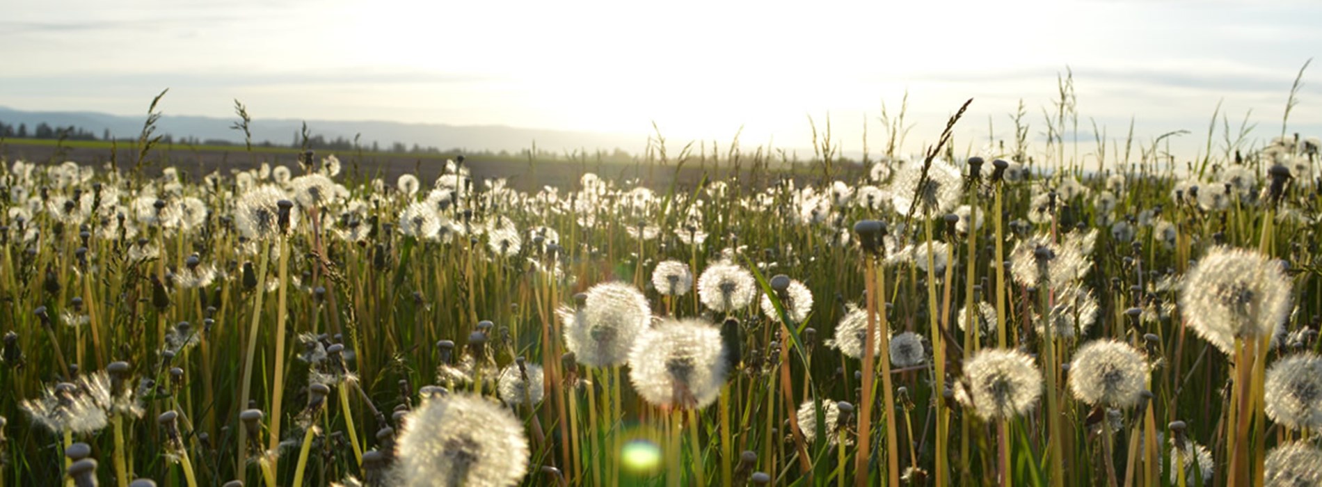 dandelions-banner-1.jpg